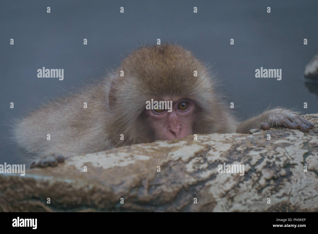 Bébé Macaque japonais se cacher derrière rock, Jigokudani Monkey Park, Nagano, Japon Banque D'Images