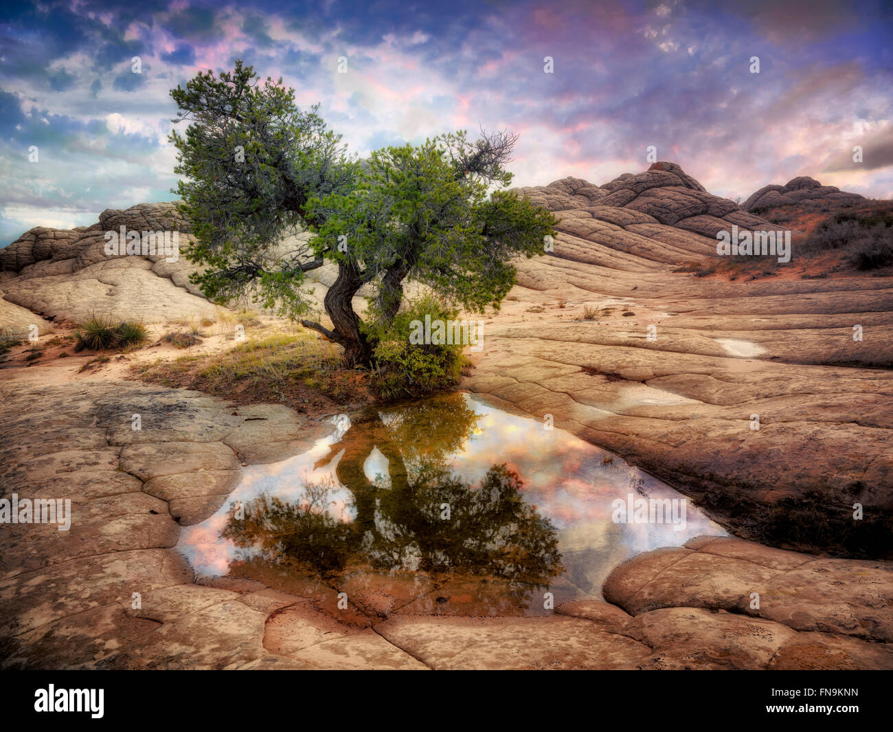 Pocket blanc avec l'eau de pluie piscines. Vermilion Cliffs National Monument, Arizona Banque D'Images