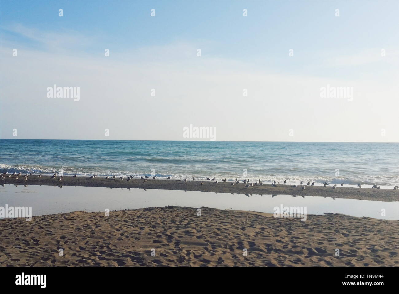 Mouettes sur la plage, Malaga, Espagne Banque D'Images