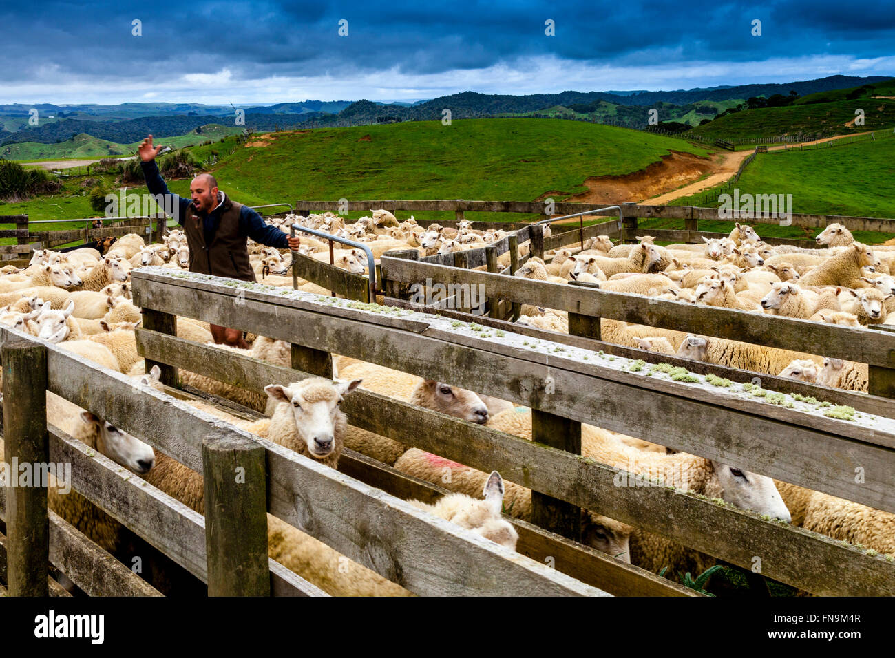 Moutons dans un enclos de moutons en attente d'être cisaillé, ferme de moutons, pukekohe, Nouvelle-Zélande Banque D'Images