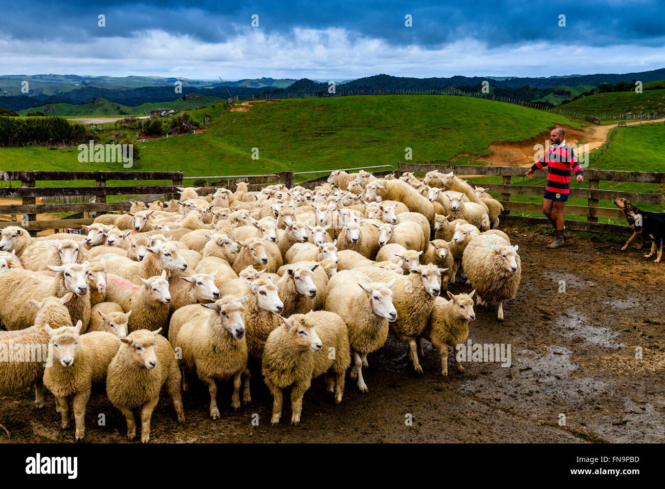 Moutons dans un enclos de moutons en attente d'être cisaillé, ferme de moutons, pukekohe, Nouvelle-Zélande Banque D'Images
