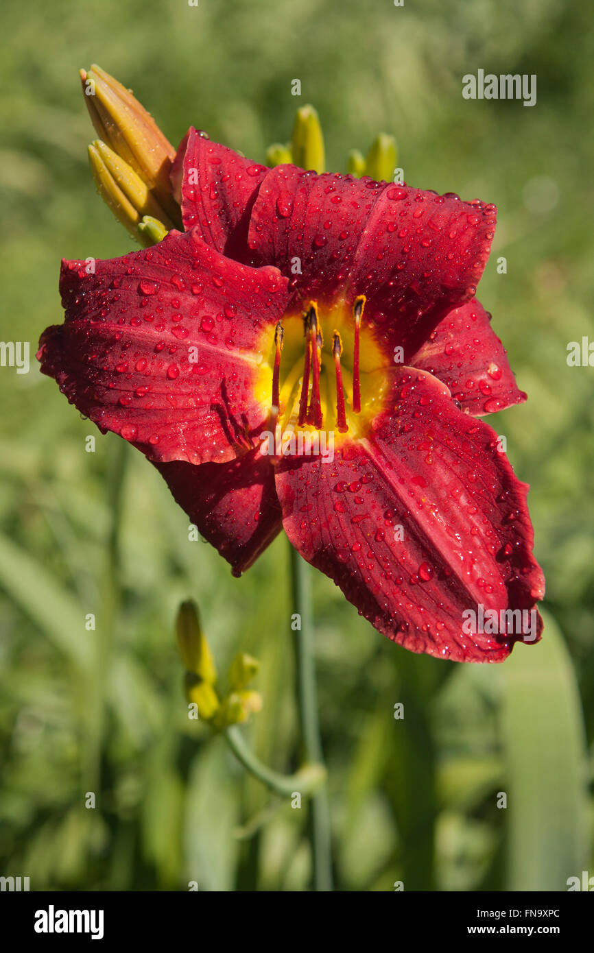 Red lily couvert de gouttes de pluie sous soleil matinal Banque D'Images