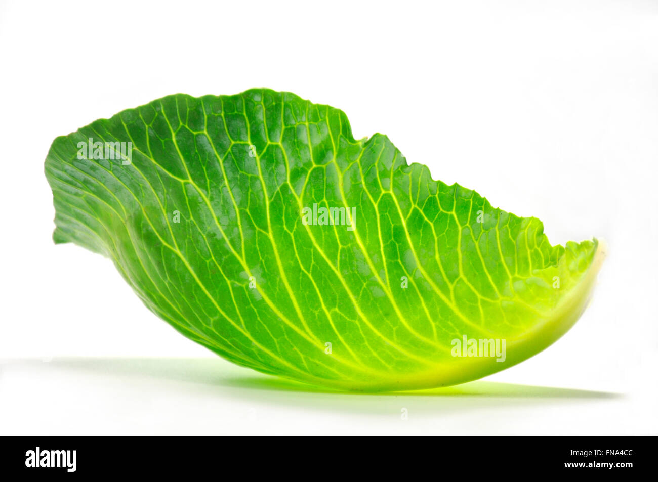Feuille de chou vert frais isolated on white Banque D'Images