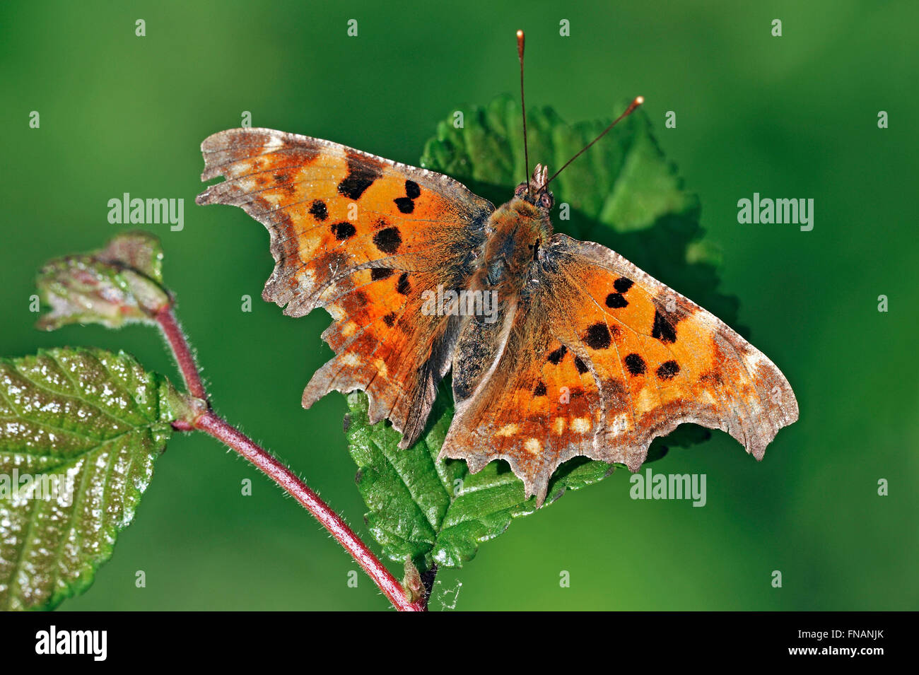 Comma butterfly (Polygonia c-album) reposant sur feuille avec des ailes déployées Banque D'Images