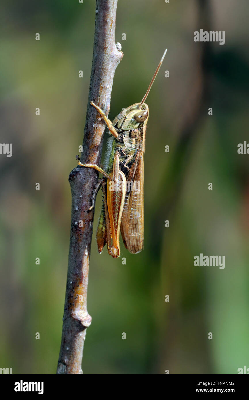 Bow-winged grasshopper (Chorthippus biguttulus) Banque D'Images