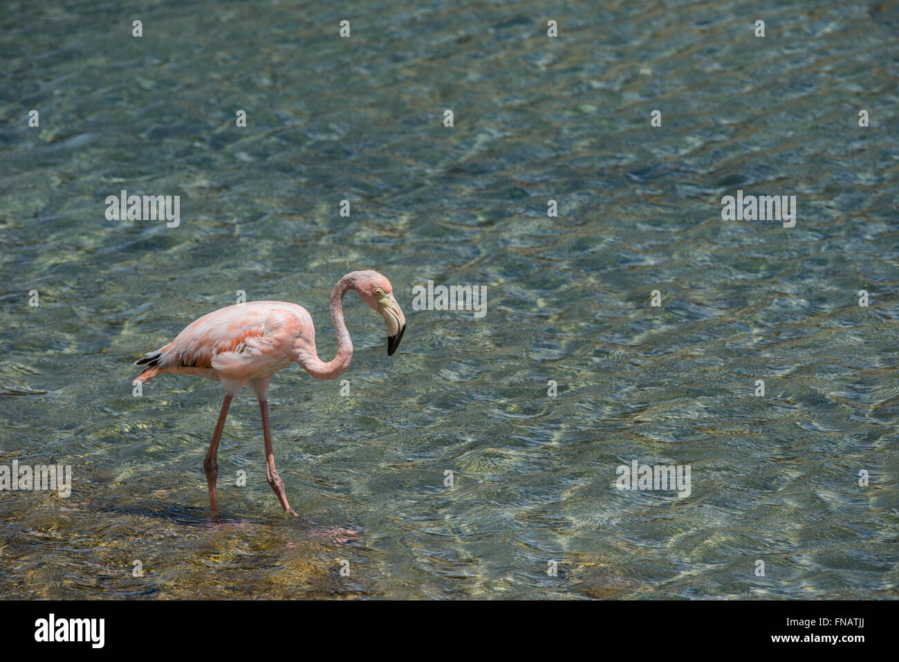 Les zones humides de l'île de Bonaire et de la plus grande colonie de flamants dans les Caraïbes Banque D'Images