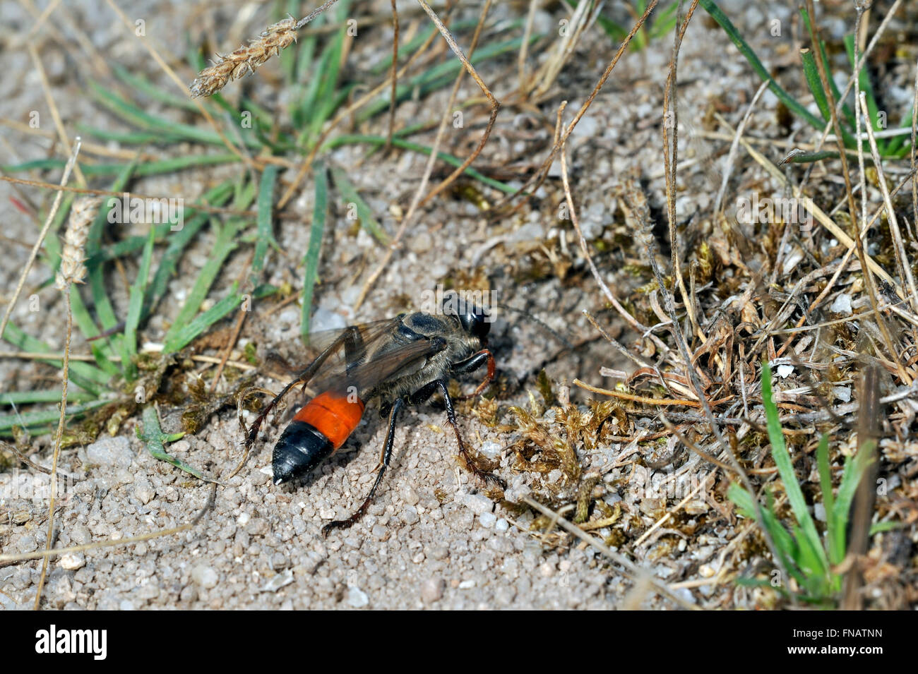 Golden digger wasp wasp (sable / Sphex funerarius / Sphex rufocinctus) d'entrer dans le champ du cricket burrow Banque D'Images