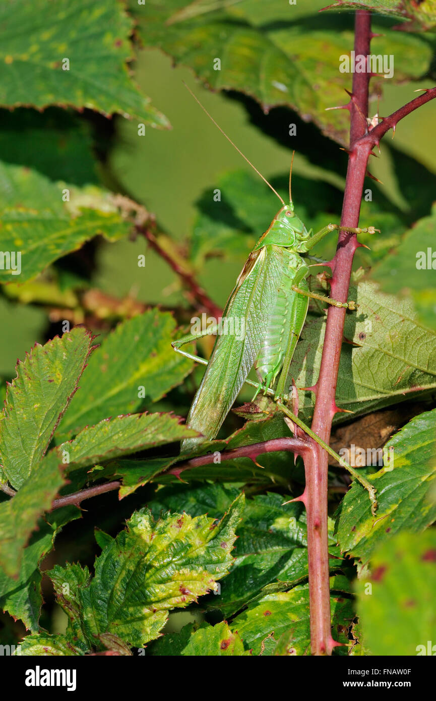 Insecte insecte sauterelle sauterelle cricket grillons nature Banque de