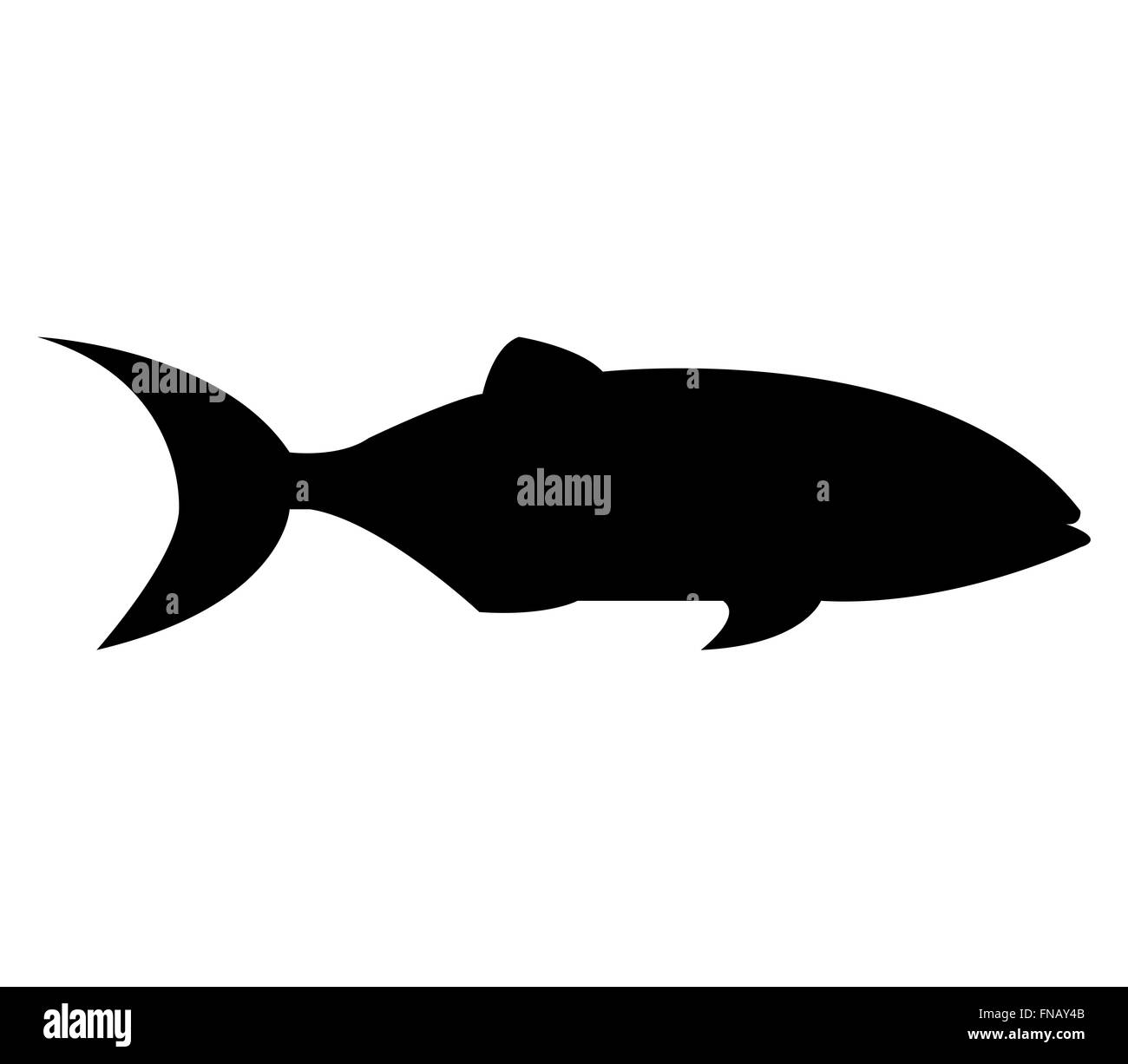 Poisson sur fond blanc Banque D'Images