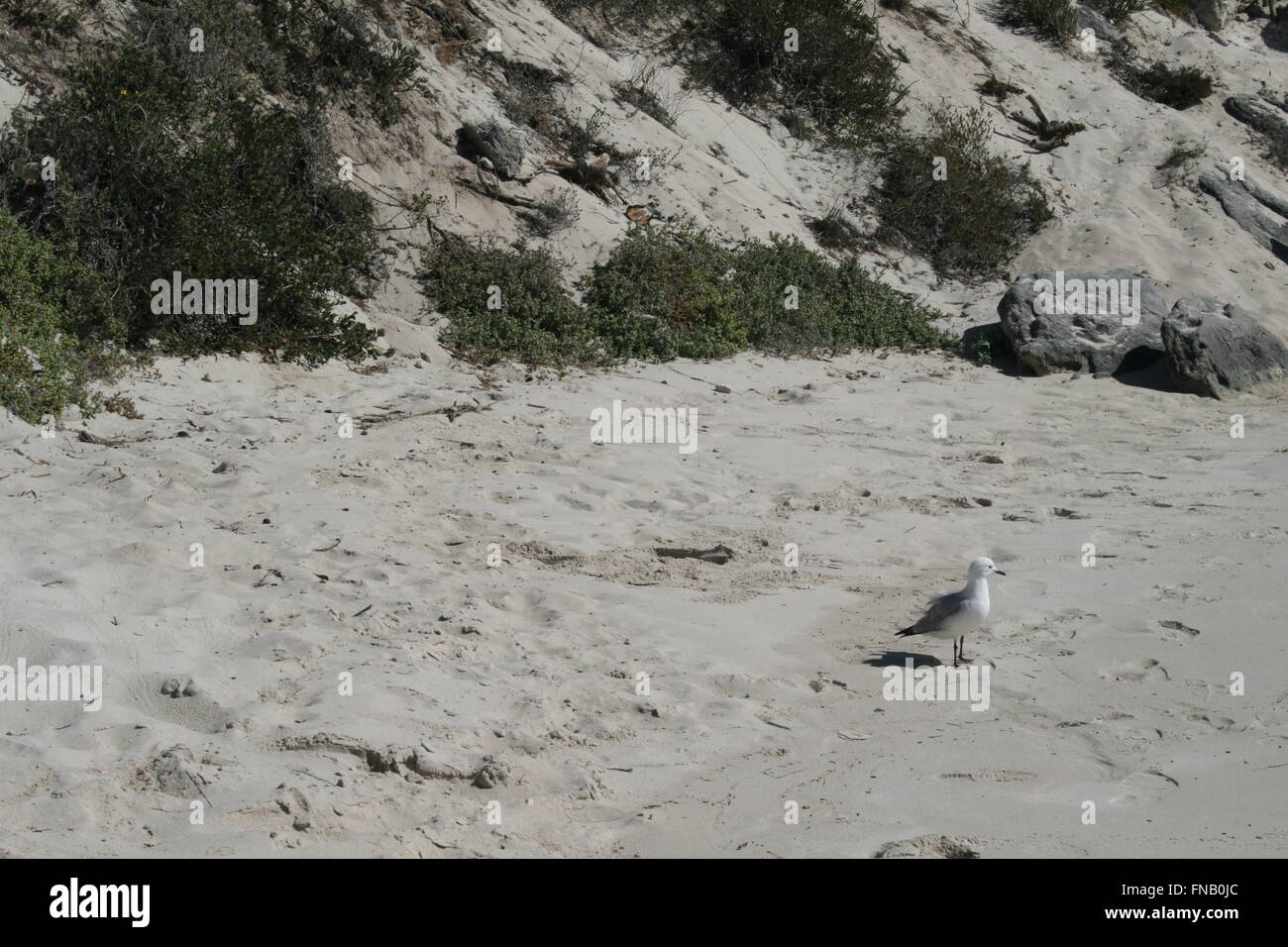 Sea Gull debout sur une plage Banque D'Images