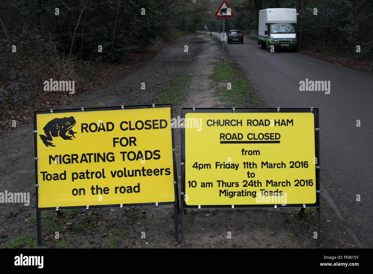 Route fermée pour la migration des crapauds des signes, jambon, Surrey, Angleterre Banque D'Images