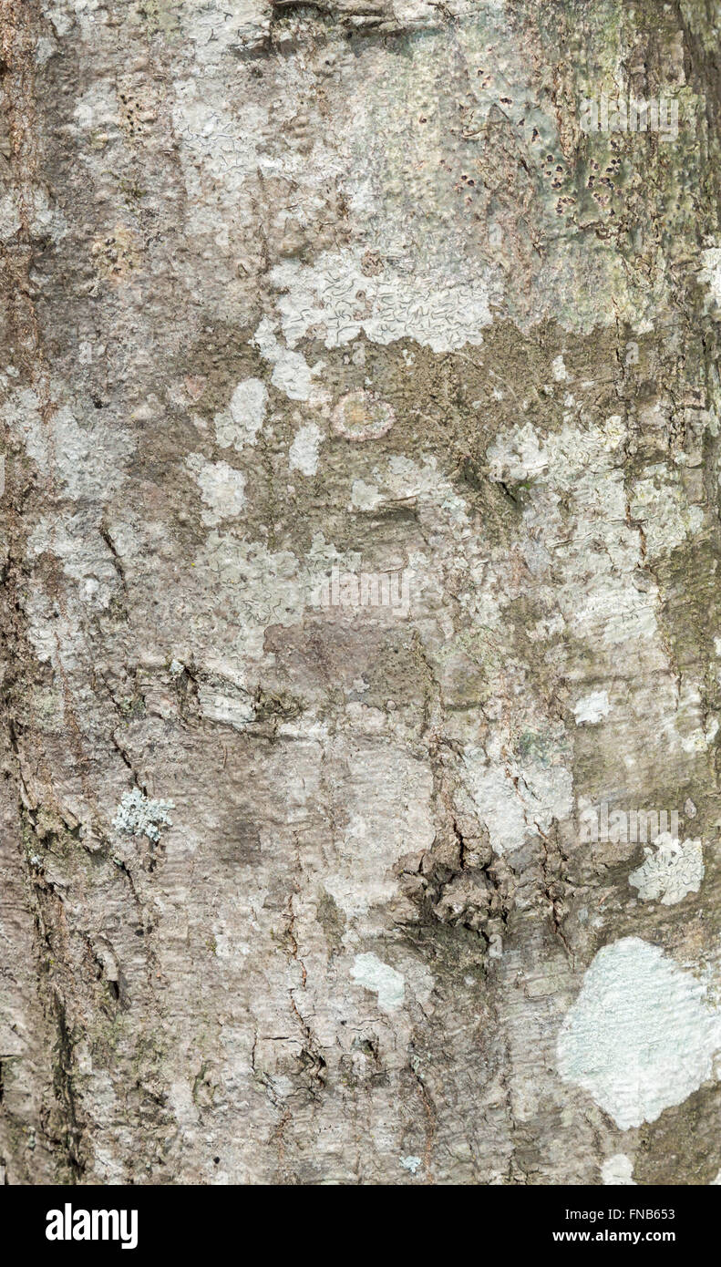 Le bois et la texture de l'arbre ou l'arrière-plan Banque D'Images