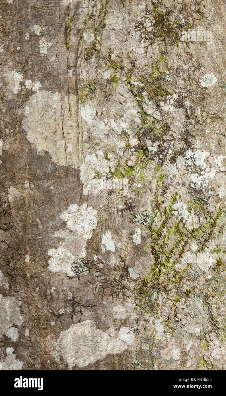 Le bois et la texture de l'arbre ou l'arrière-plan Banque D'Images