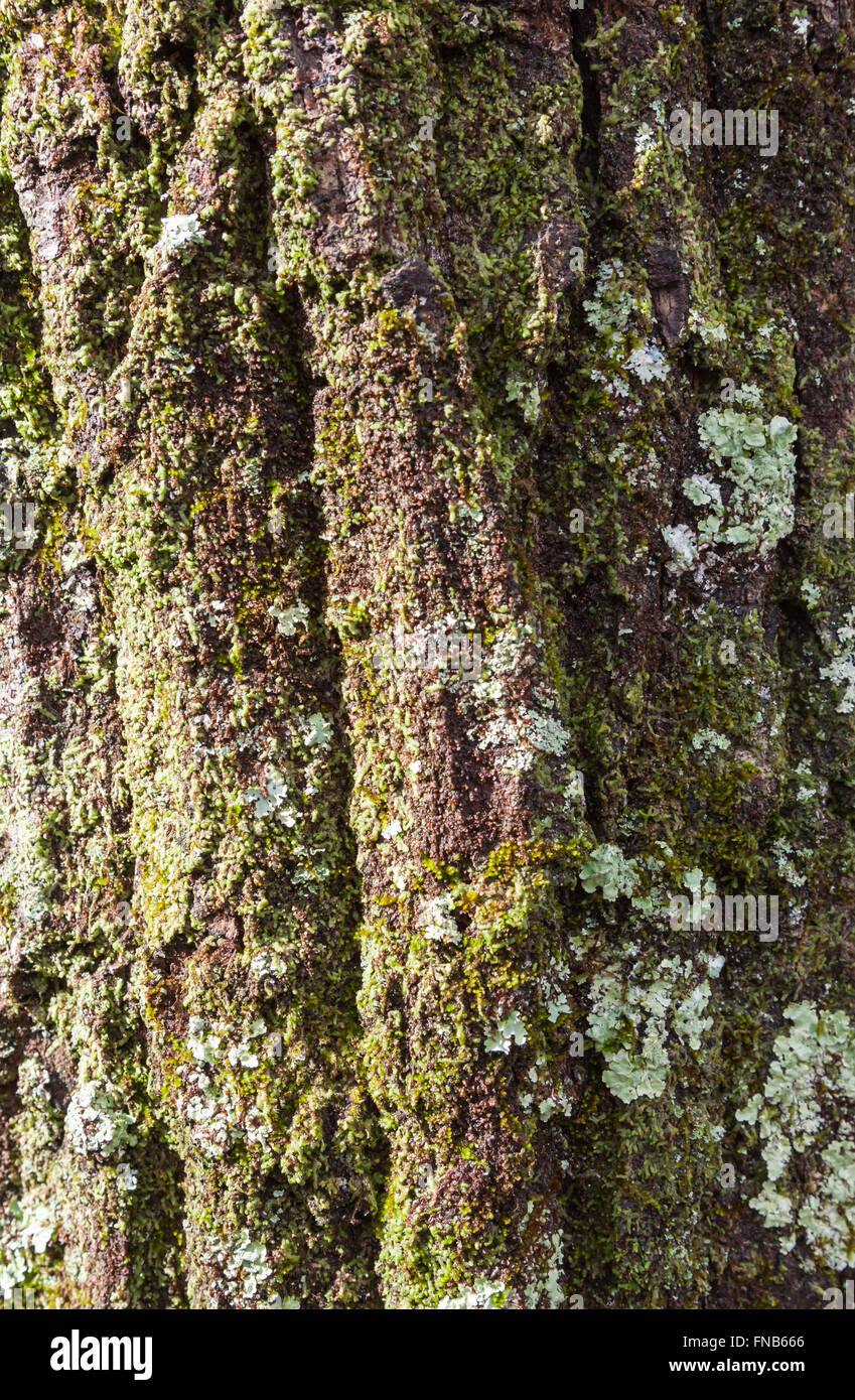 Le bois et la texture de l'arbre ou l'arrière-plan Banque D'Images