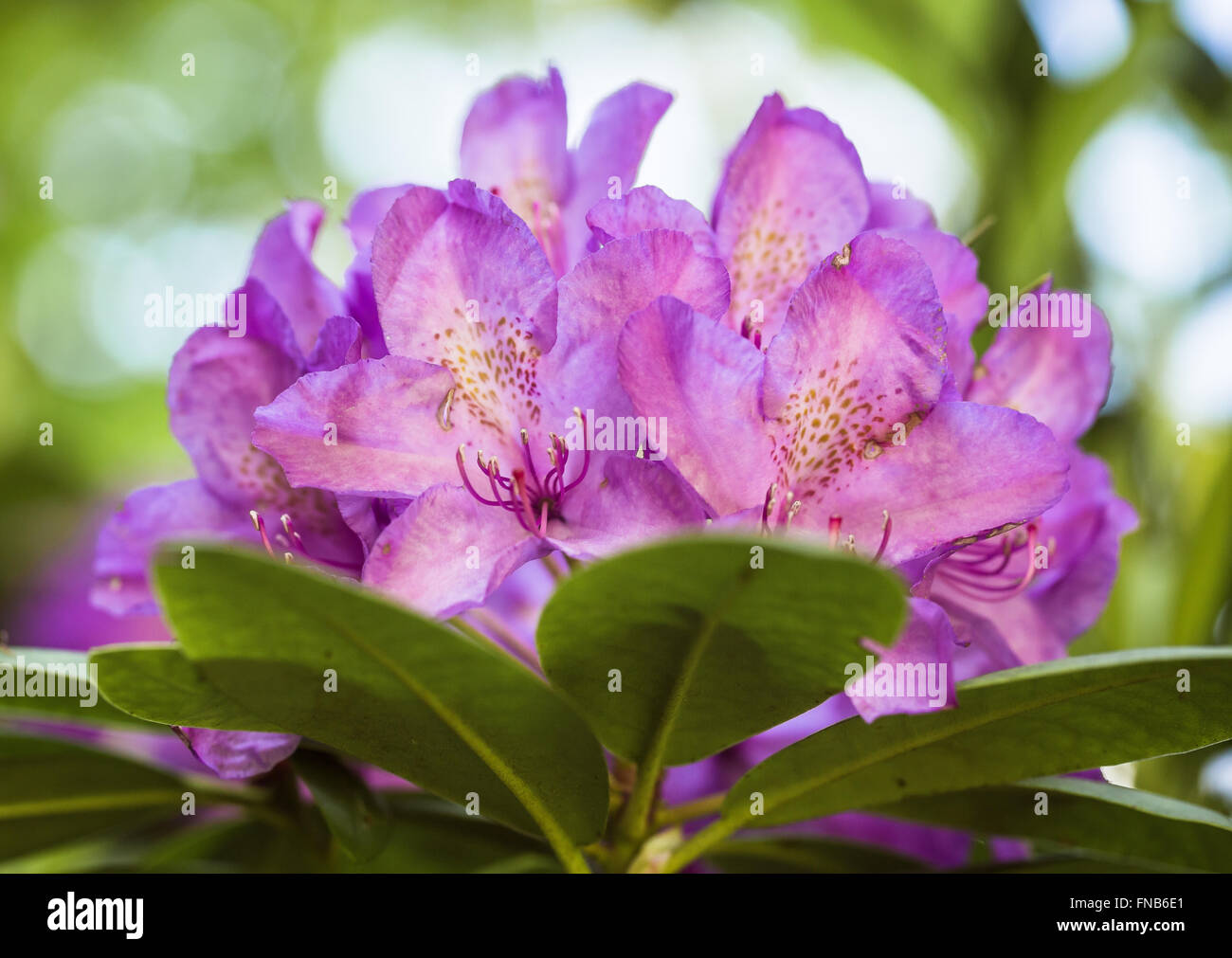 Fleurs de Rhododendron Banque D'Images