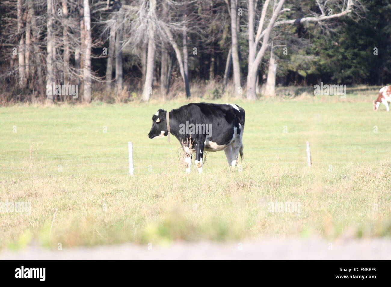 Holstein de pâturage dans des pâturages dans le début de saison d'hiver. Banque D'Images