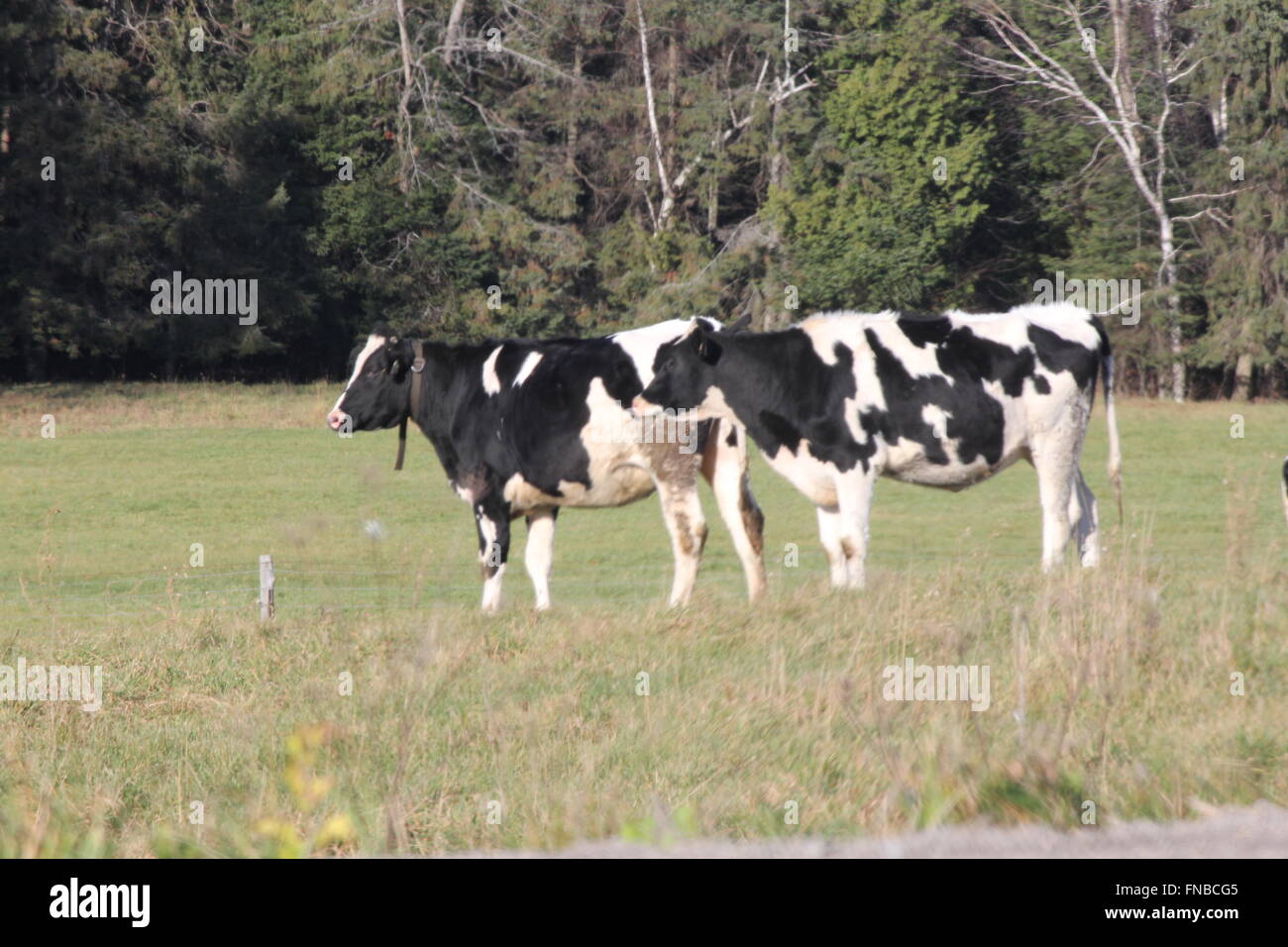 Holstein de pâturage dans des pâturages dans le début de saison d'hiver. Banque D'Images