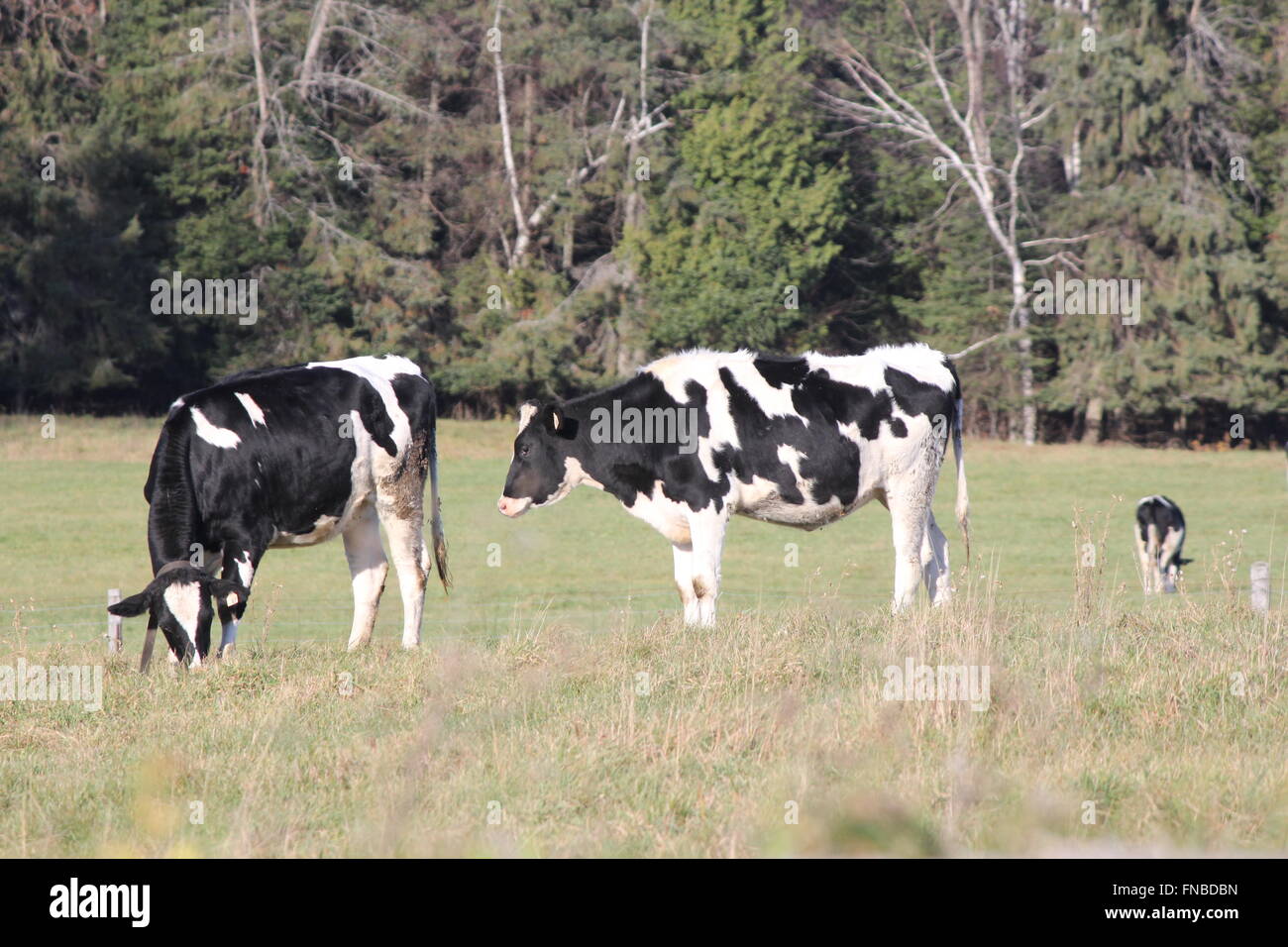 Holstein de pâturage dans des pâturages dans le début de saison d'hiver. Banque D'Images