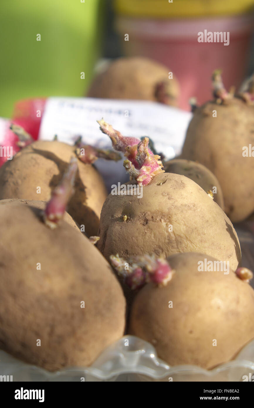 Les pommes de terre de semence Premiere chitting dans une vieille boîte d'oeufs à l'intérieur d'une serre au début de mars prêts pour la plantation Banque D'Images