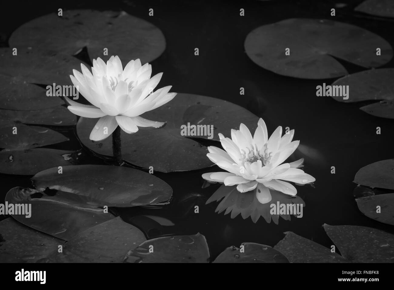 Fleurs de nénuphar d'été Banque D'Images