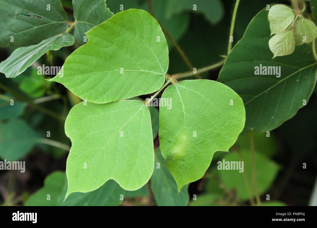 La Géorgie kudzu vine Banque D'Images