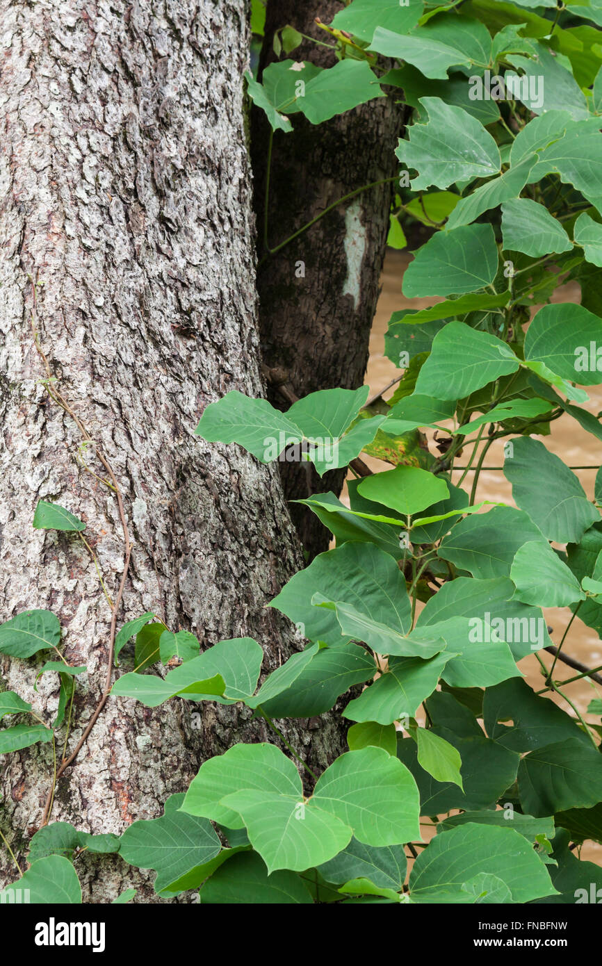 La Géorgie kudzu vine Banque D'Images
