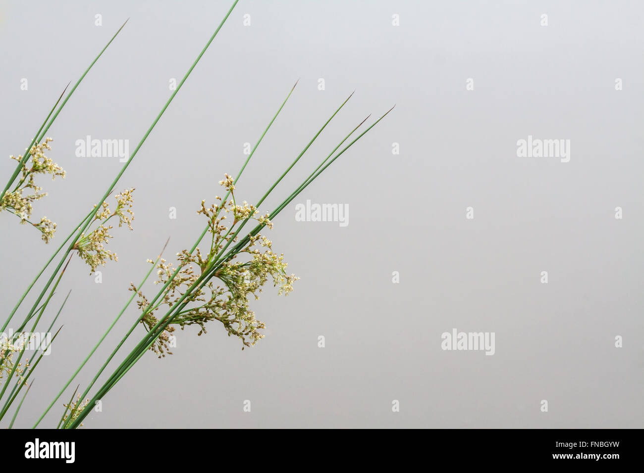 La texture de l'herbe au bord de la rivière au matin Banque D'Images