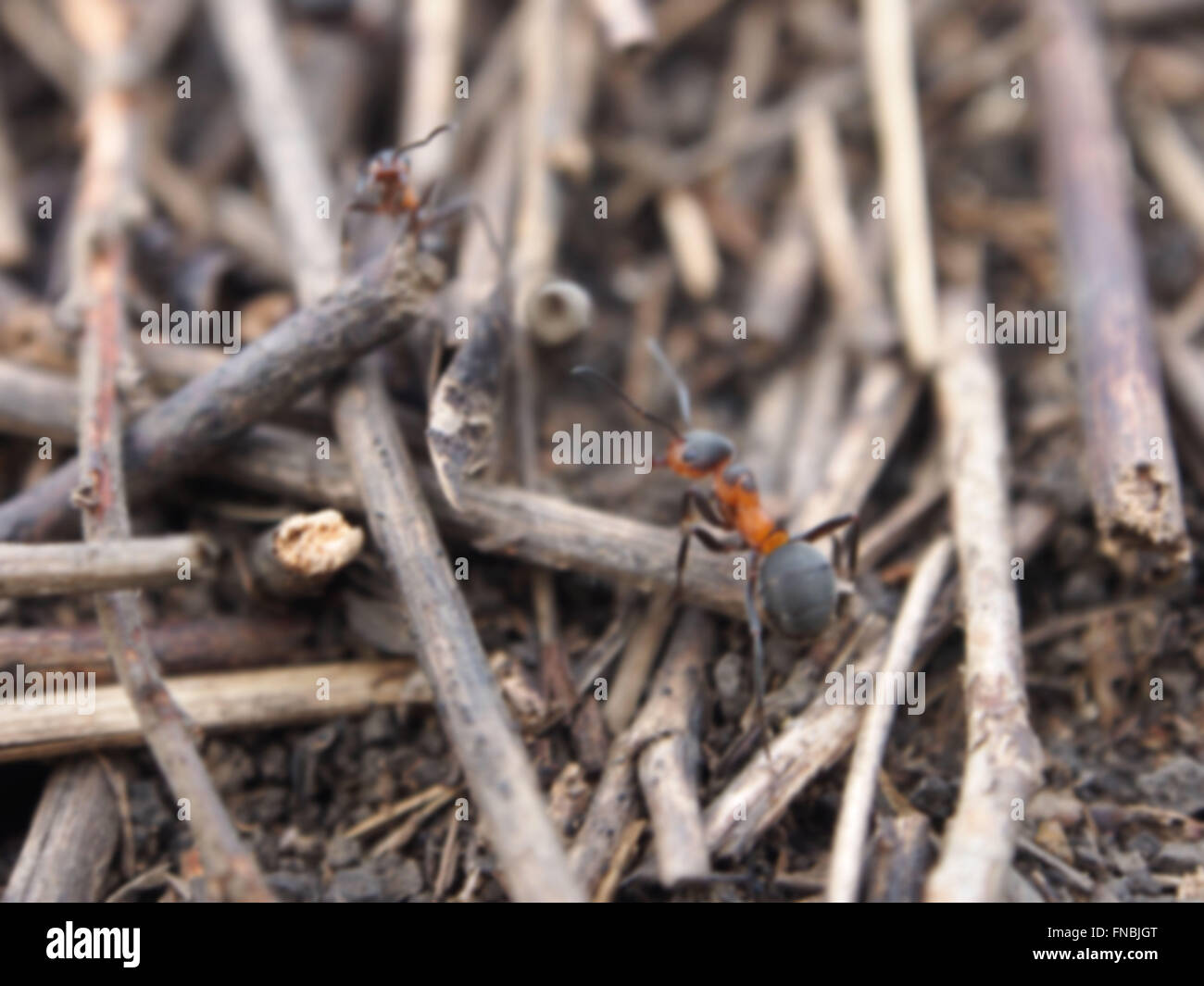 fond de fourmis Banque D'Images