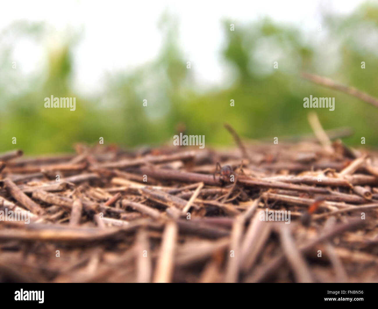 fourmis Banque D'Images