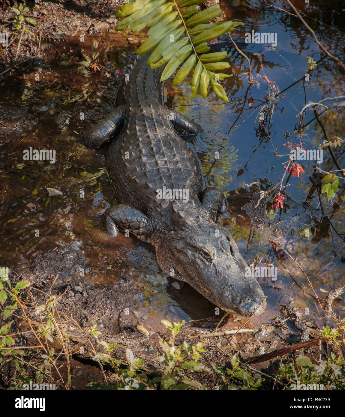 Alligator - un alligator dans un marais marécageux en Floride, USA Banque D'Images
