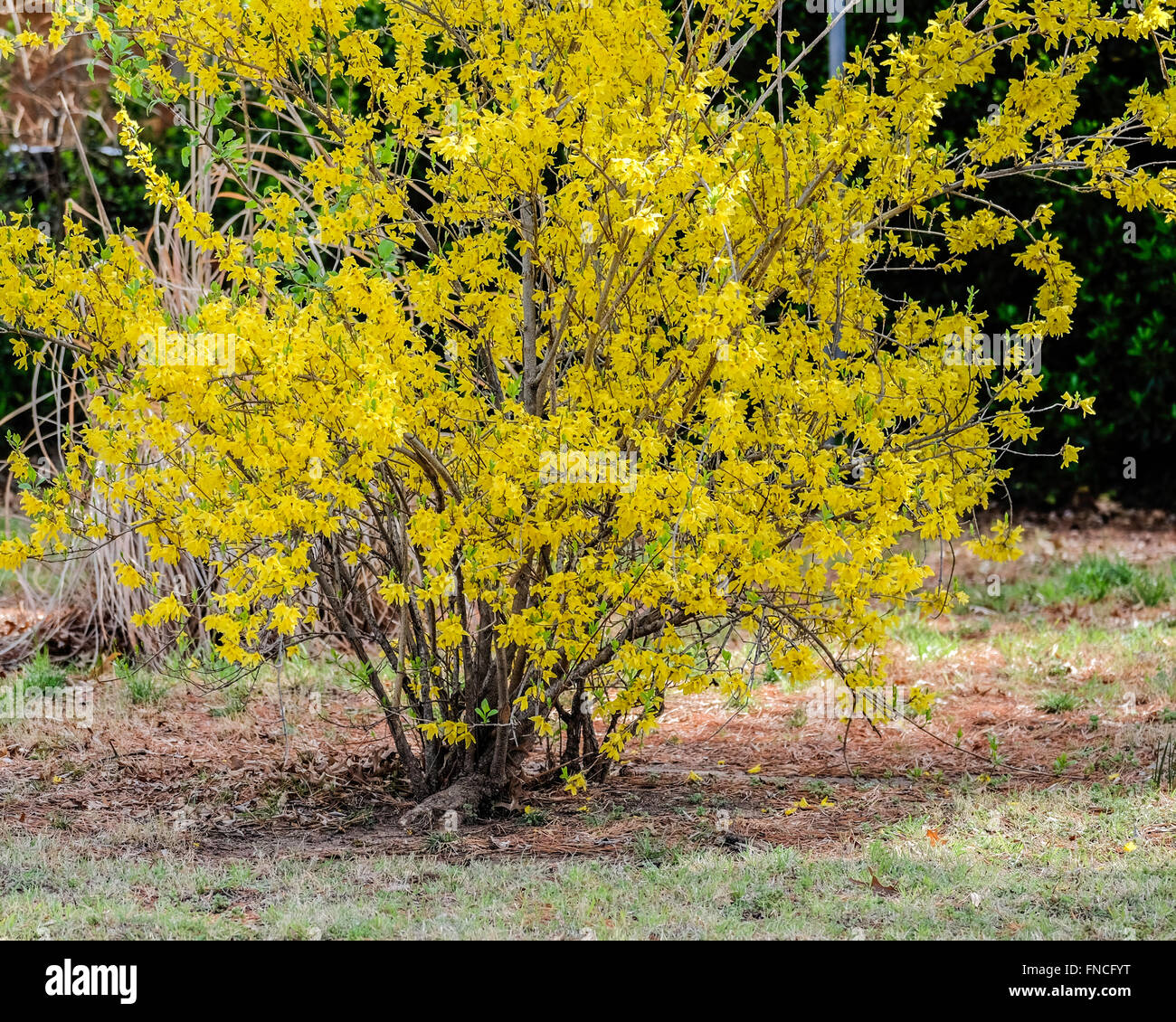 Un Forsythia arbuste en pleine floraison printanière. Banque D'Images