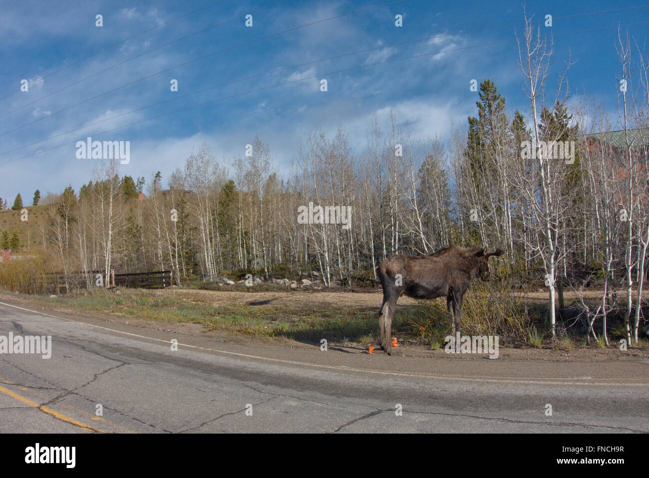 Un jeune Orignal broute sur le côté de la route près de Rocky Mountain National Park. Banque D'Images
