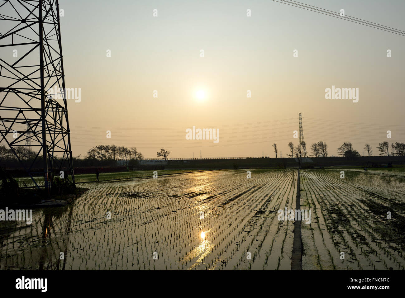 Country Life de la transplantation des plants de riz Banque D'Images
