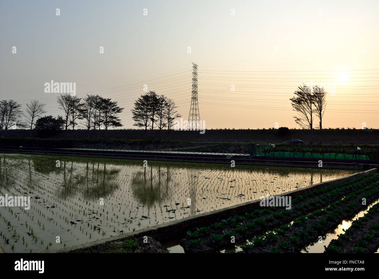 Country Life de la transplantation des plants de riz Banque D'Images