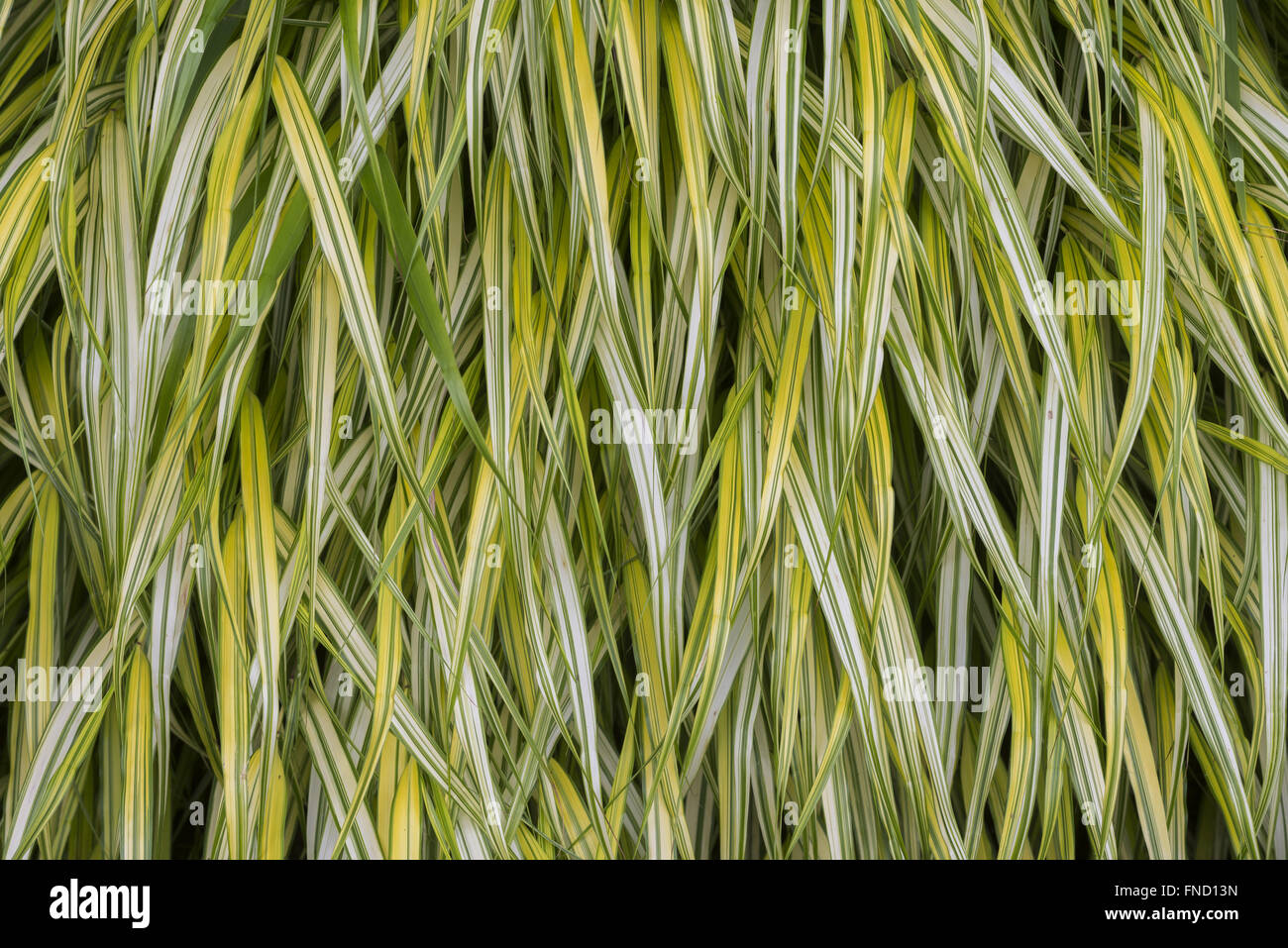 Un gros plan d'Hakone grass (Hakonechloa macra 'Aureola') est un fond texturé organique. Banque D'Images