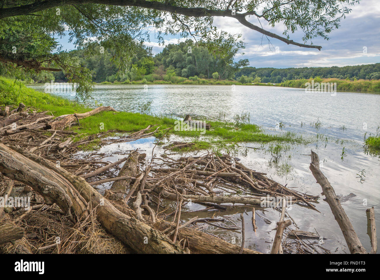 Forêt alluviale sur le front du Danube dans le parc national de Donau-Auen Autriche. Banque D'Images