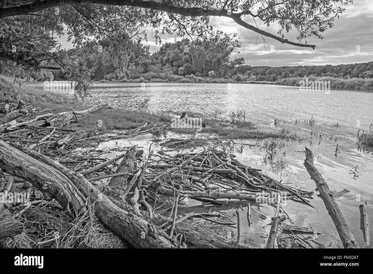 Forêt alluviale sur le front du Danube dans le parc national de Donau-Auen Autriche. Banque D'Images