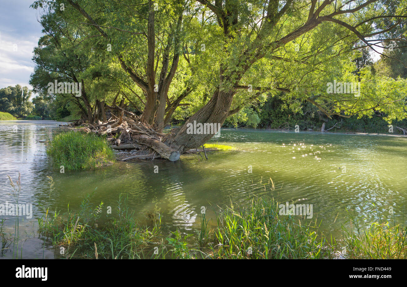 Forêt alluviale sur le front du Danube dans le parc national de Donau-Auen Autriche. Banque D'Images