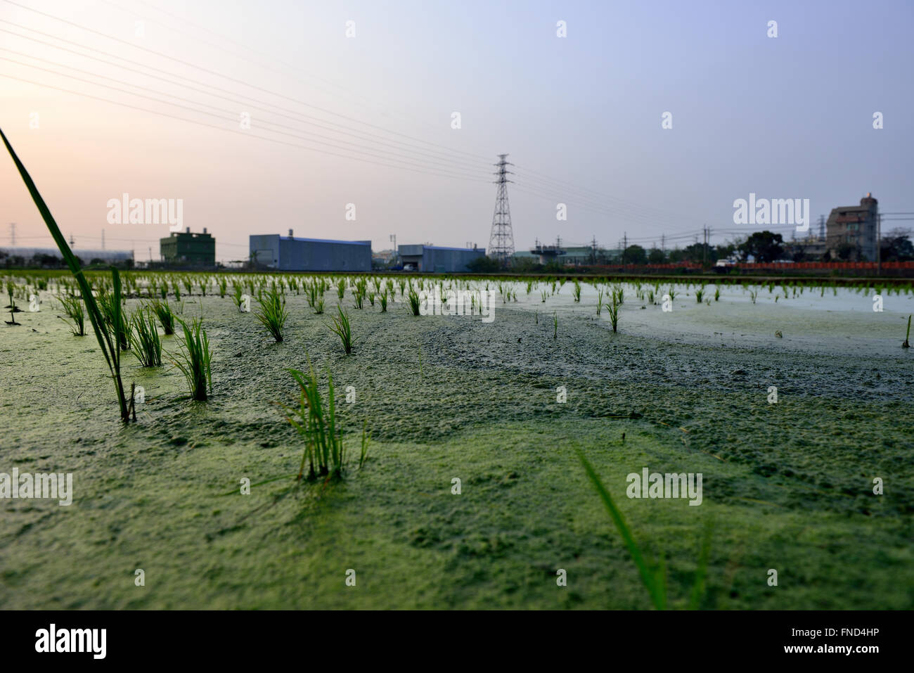Country Life de la transplantation des plants de riz Banque D'Images