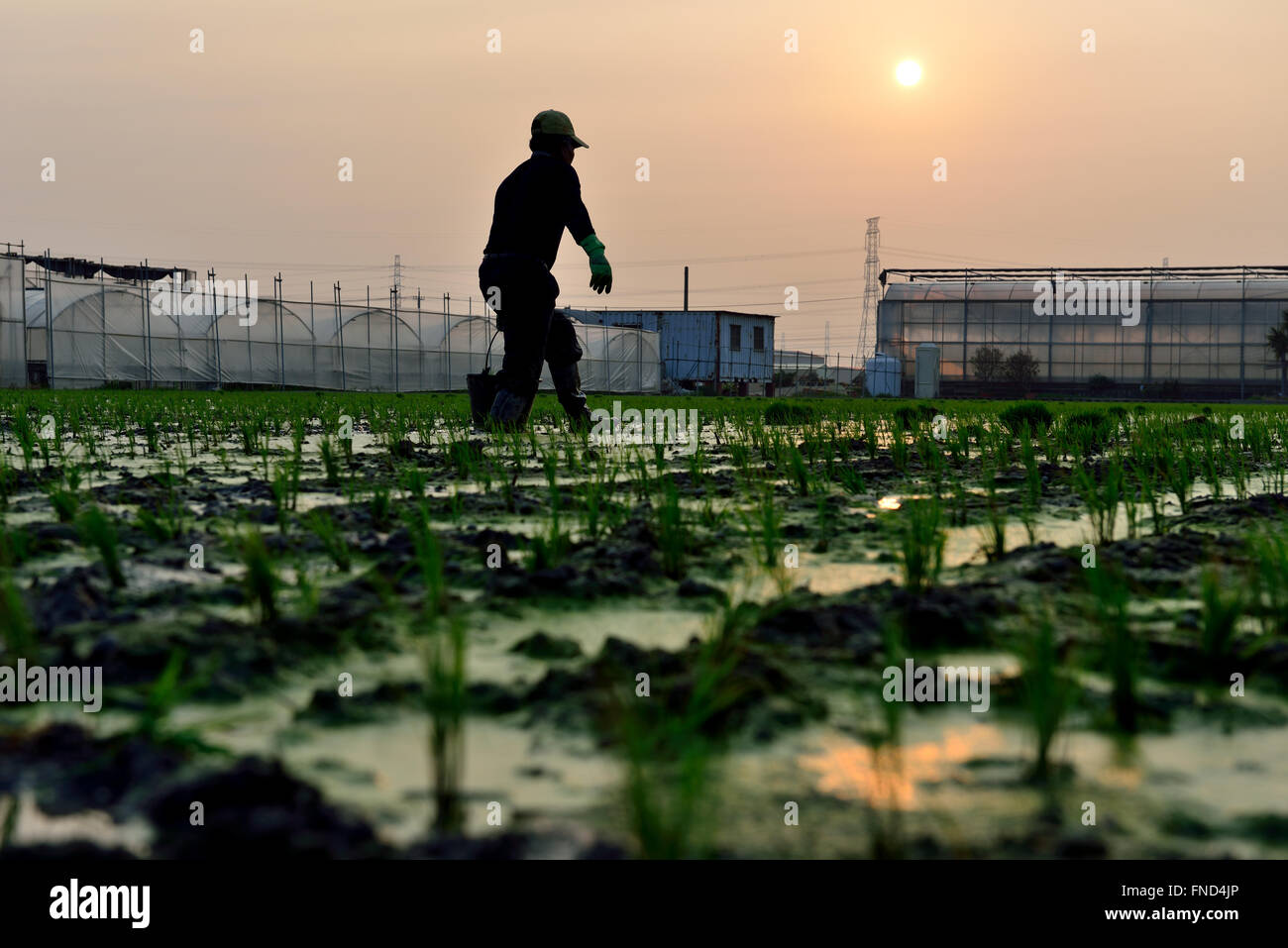 Country Life de la transplantation des plants de riz Banque D'Images
