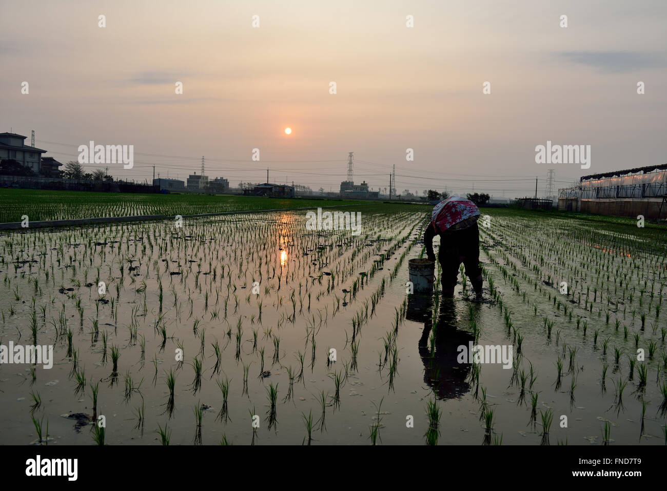 Country Life de la transplantation des plants de riz Banque D'Images