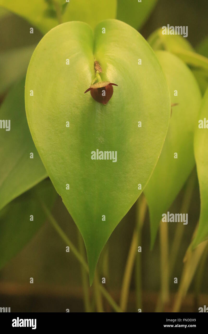 Cardiothallis Pleurothallis, un nouveau monde Orchid trouvés en Amérique centrale et du sud, en particulier dans la forêt de nuage de Colombie-Britannique Banque D'Images