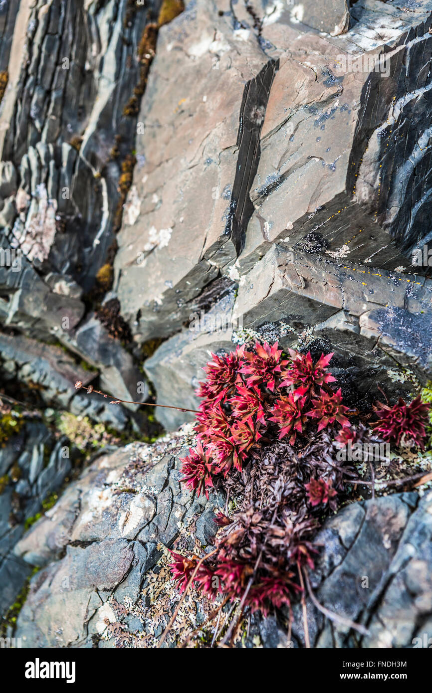 Plante (Sedum roseum) rhodiole growing out of rock dans le sud-est de l'Alaska, près de l'océan. Banque D'Images
