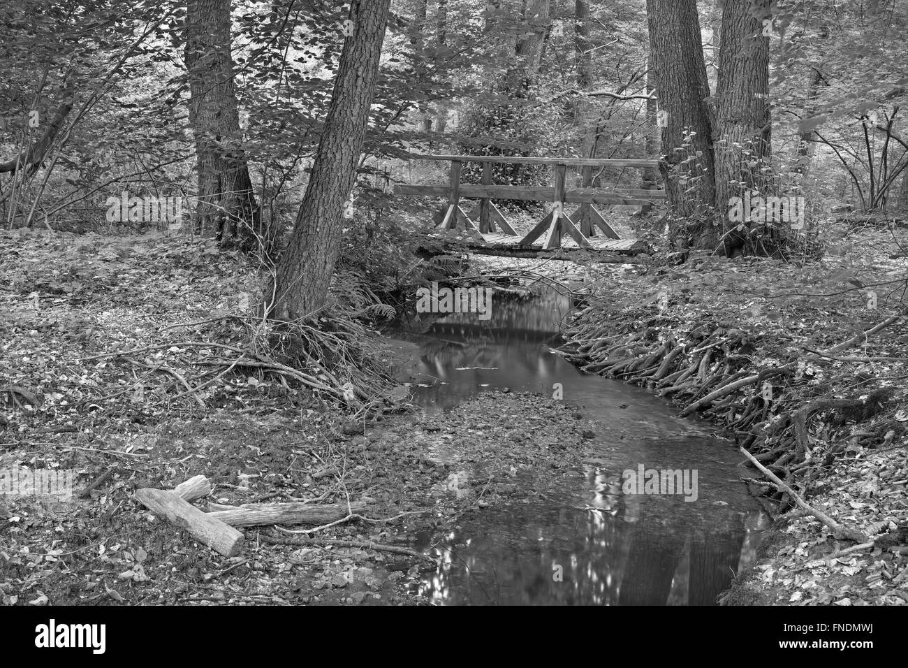 Ruisseau en forêt de peu de Carpathian - Slovaquie Banque D'Images