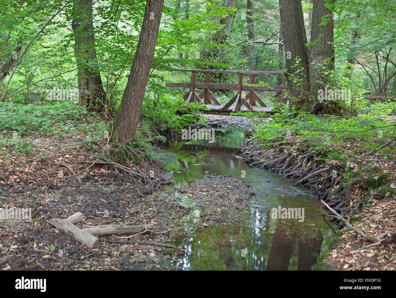 Ruisseau en forêt de peu de Carpathian - Slovaquie Banque D'Images