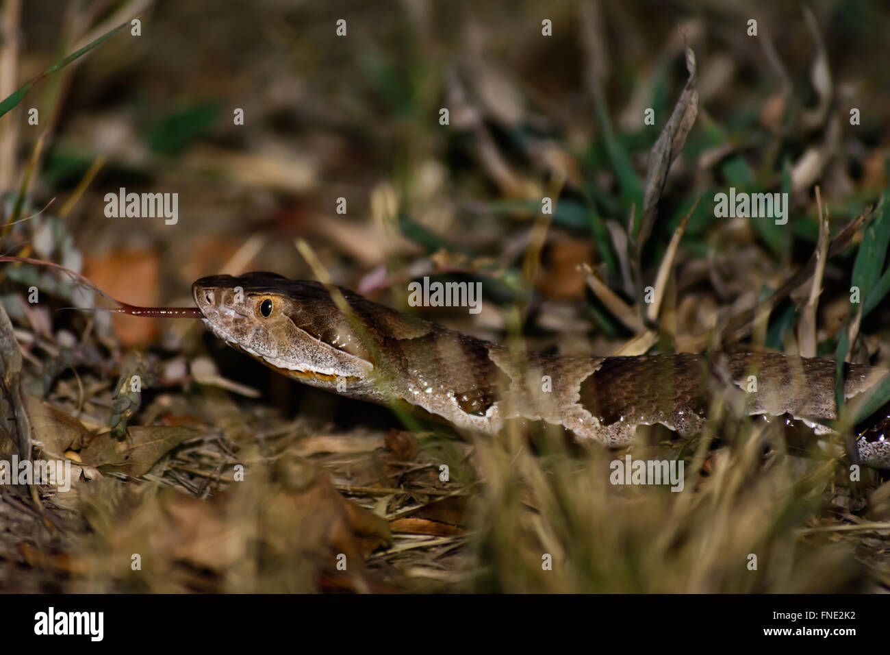 Un serpent venimeux Copperhead glissent sur le chemin qu'il goûte l'air avec sa langue dans sa chasse de proies. Banque D'Images Un serpent venimeux Copperhead glissent sur le chemin qu'il goûte l'air avec sa langue dans sa chasse de proies. Banque D'Images