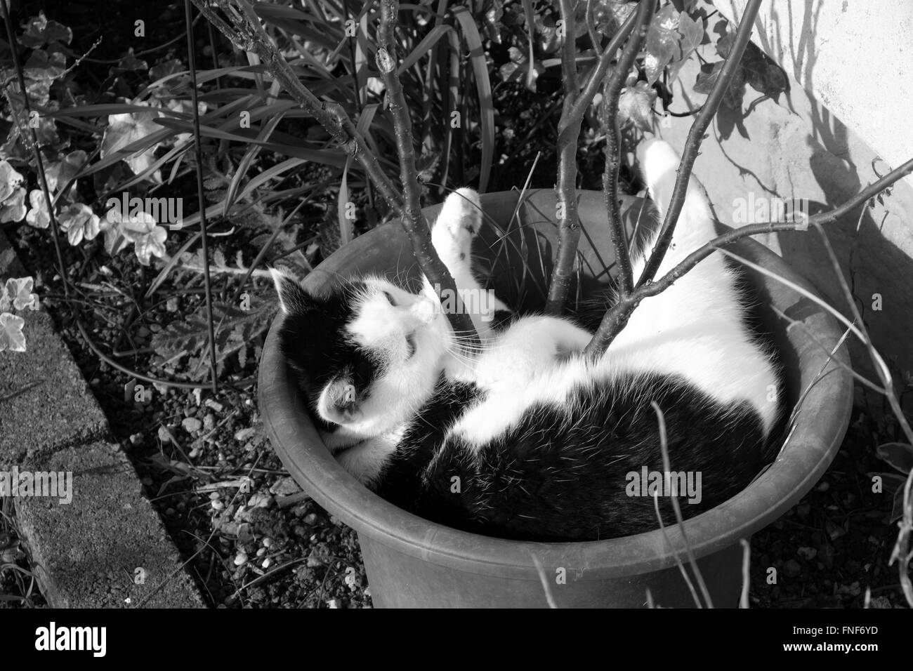 La domestique cat détente dans le soleil au début du printemps dans un pot de fleur avec un arbuste encore la feuille en elle. Mars 2016 Banque D'Images