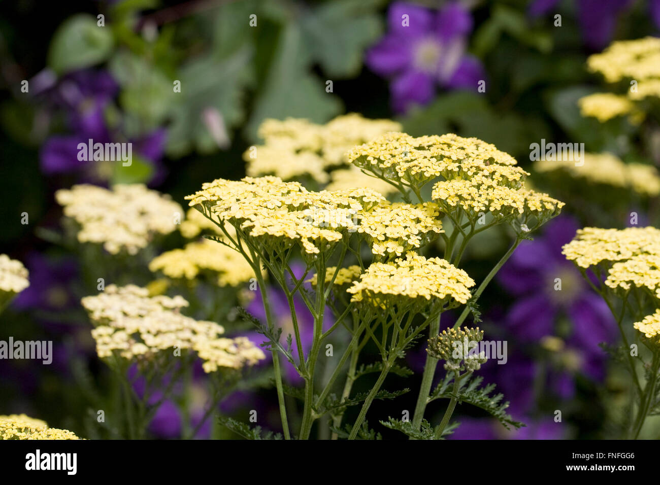 L'Achillea millefolium 'Credo'. L'achillée jaune.plante en fleurs Banque D'Images