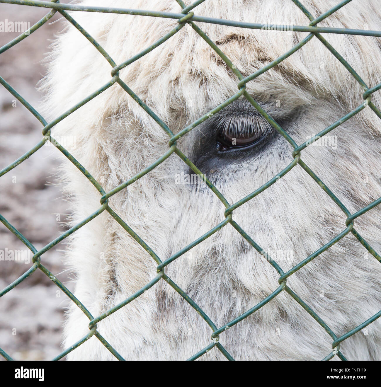 Âne gris derrière une clôture verte, de l'élevage Banque D'Images