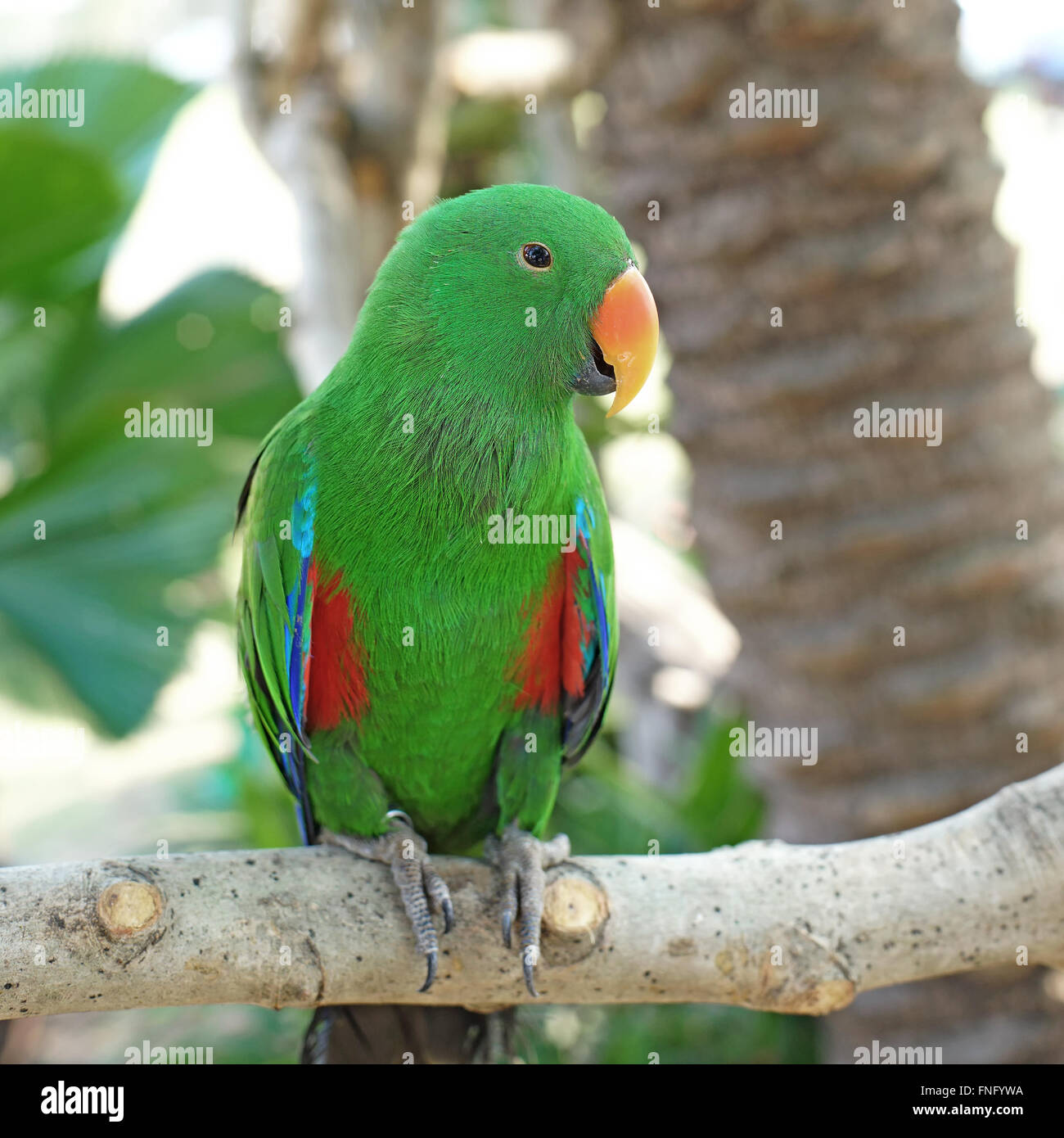 Gros plan du perroquet eclectus vert (eclectus roratus) Banque D'Images
